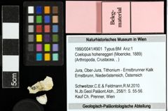 Foto (Objekt + Etiketten) von Coelopus hoheneggeri (Moericke, 1889) 
